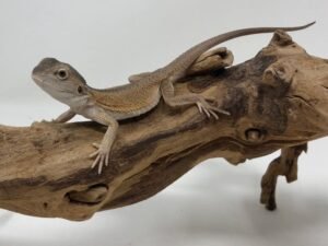 witblit bearded dragon