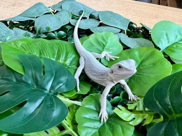 zero Bearded Dragon For Sale