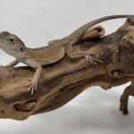witblit bearded dragon