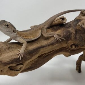 witblit bearded dragon
