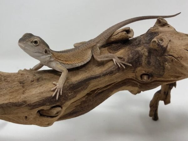 witblit bearded dragon