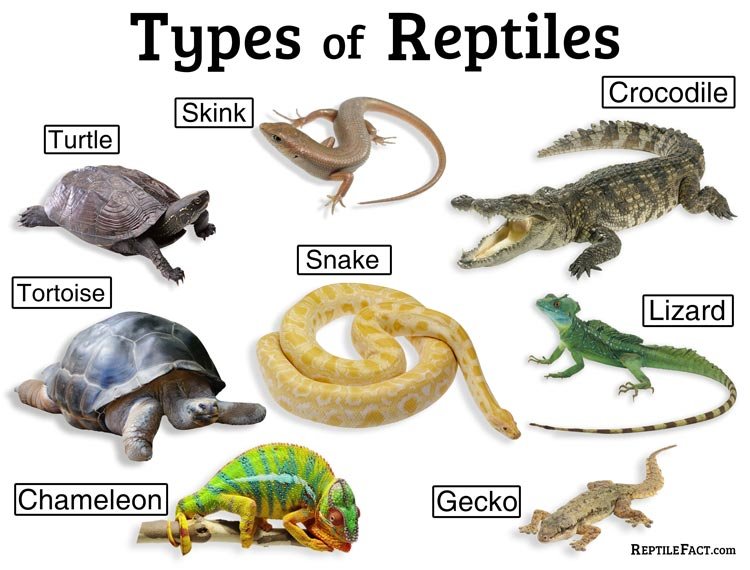 Types-of-Reptiles